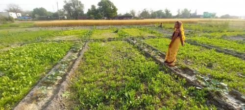 Vegetable-Cultivation