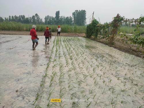 line-sowing-2