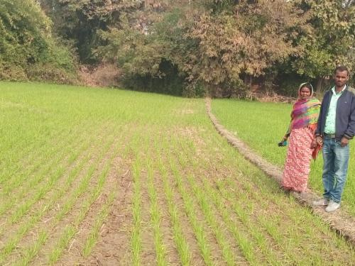 line-sowing
