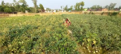 Kitchen-Garden-1
