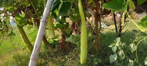 Kitchen-Garden-2