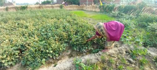 Kitchen Garden