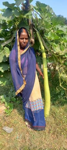 Vegetable-in-Kitchen-Garden